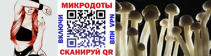 Галлюциногенные грибы Psilocybe  Купить где  Фокино 